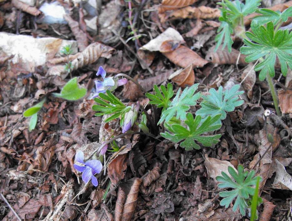 Viola pinnata / Viola pennata